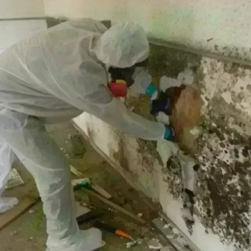 Mold Remediation and Removal in White County, IL